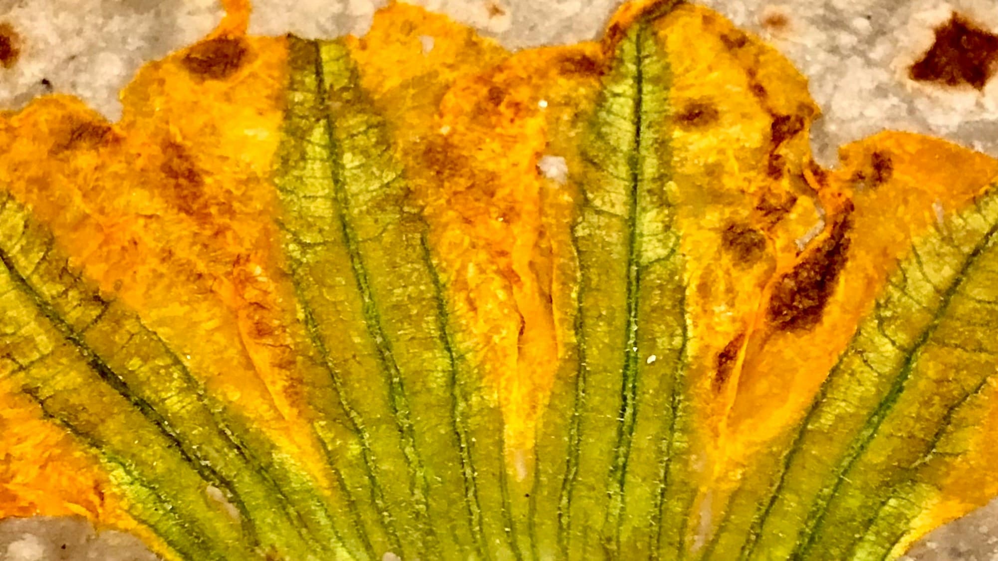 Flor de calabaza recién cortada