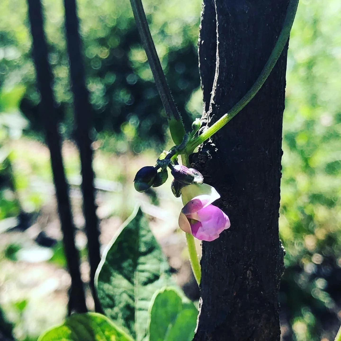 Flor rosa creciendo en un árbol