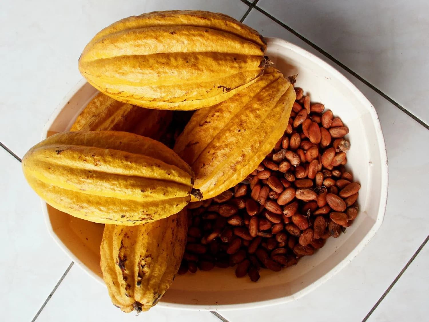 Flor de cacao saliendo del tronco del árbol