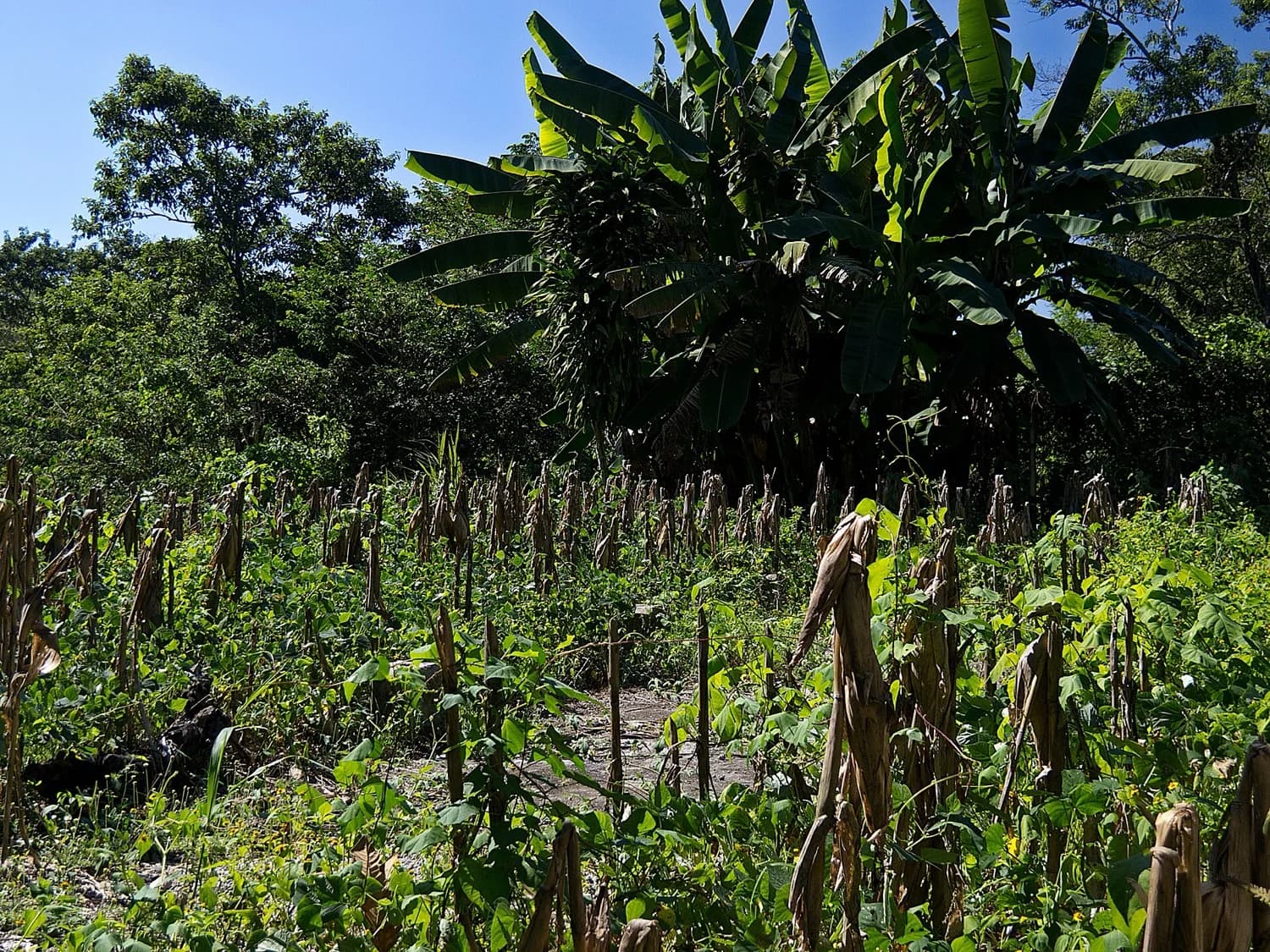 Personas intercambiando productos del campo sin manejar dinero