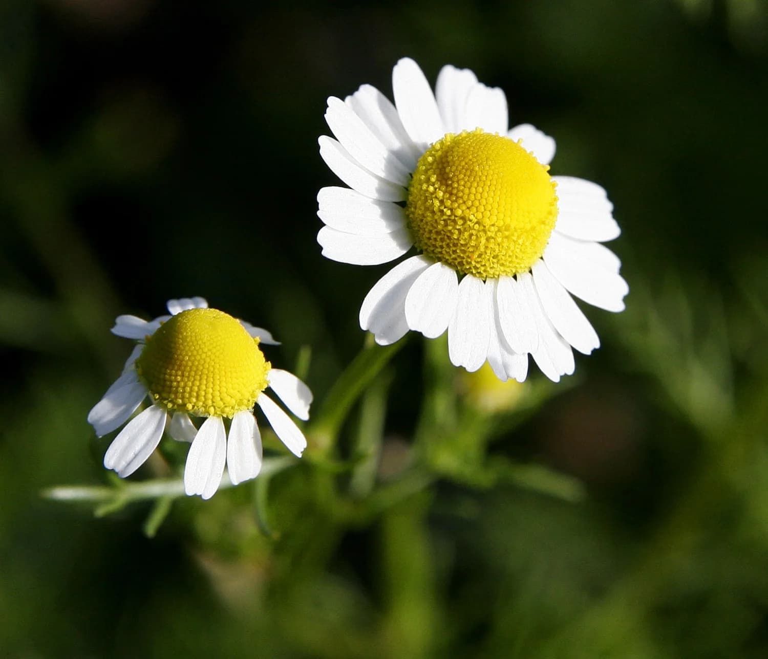 Una flor abierta recibiendo la luz de la mañana