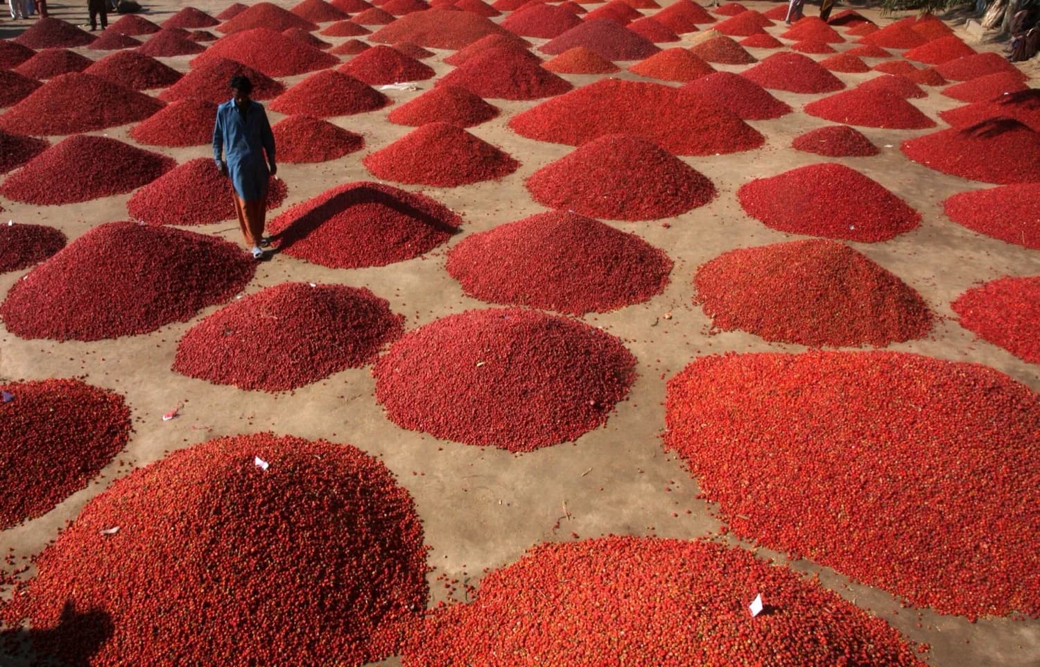 Chiles secándose y ahumándose colgados sobre el fuego