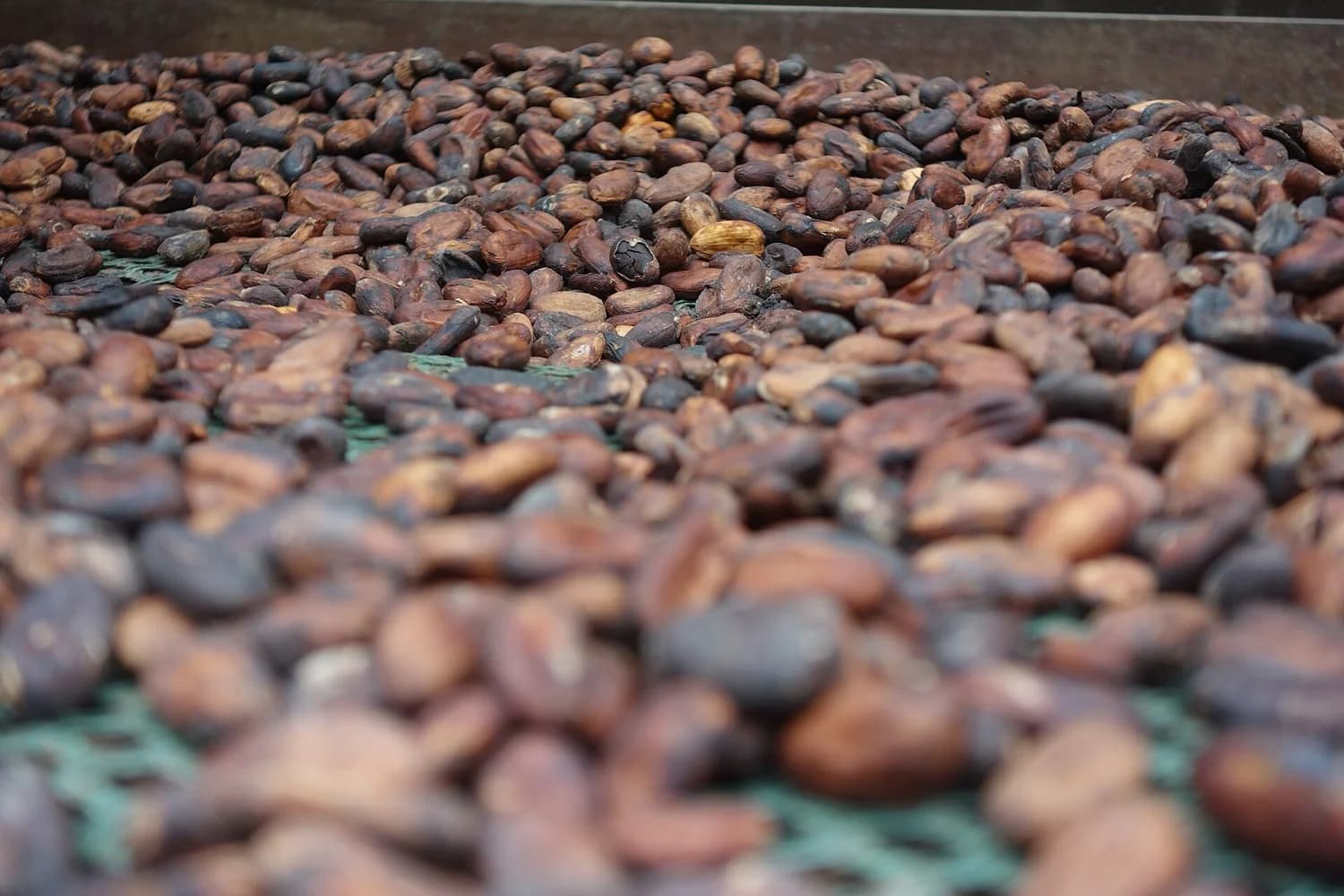Una flor rosada brotando directamente del tronco de un árbol de cacao