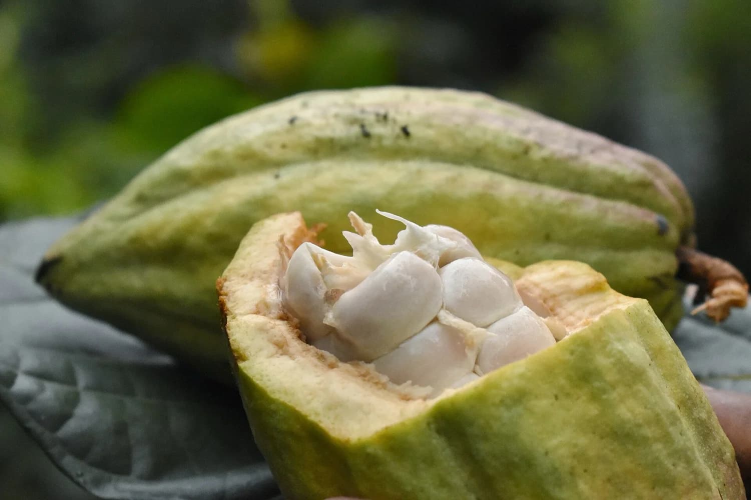 Mazorca de cacao abierta mostrando las semillas