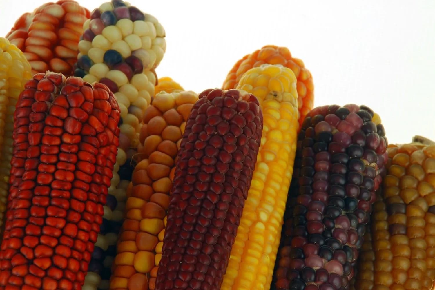 Mazorcas de maíz de distintos colores apiladas, algunas rojas, azules y moteadas