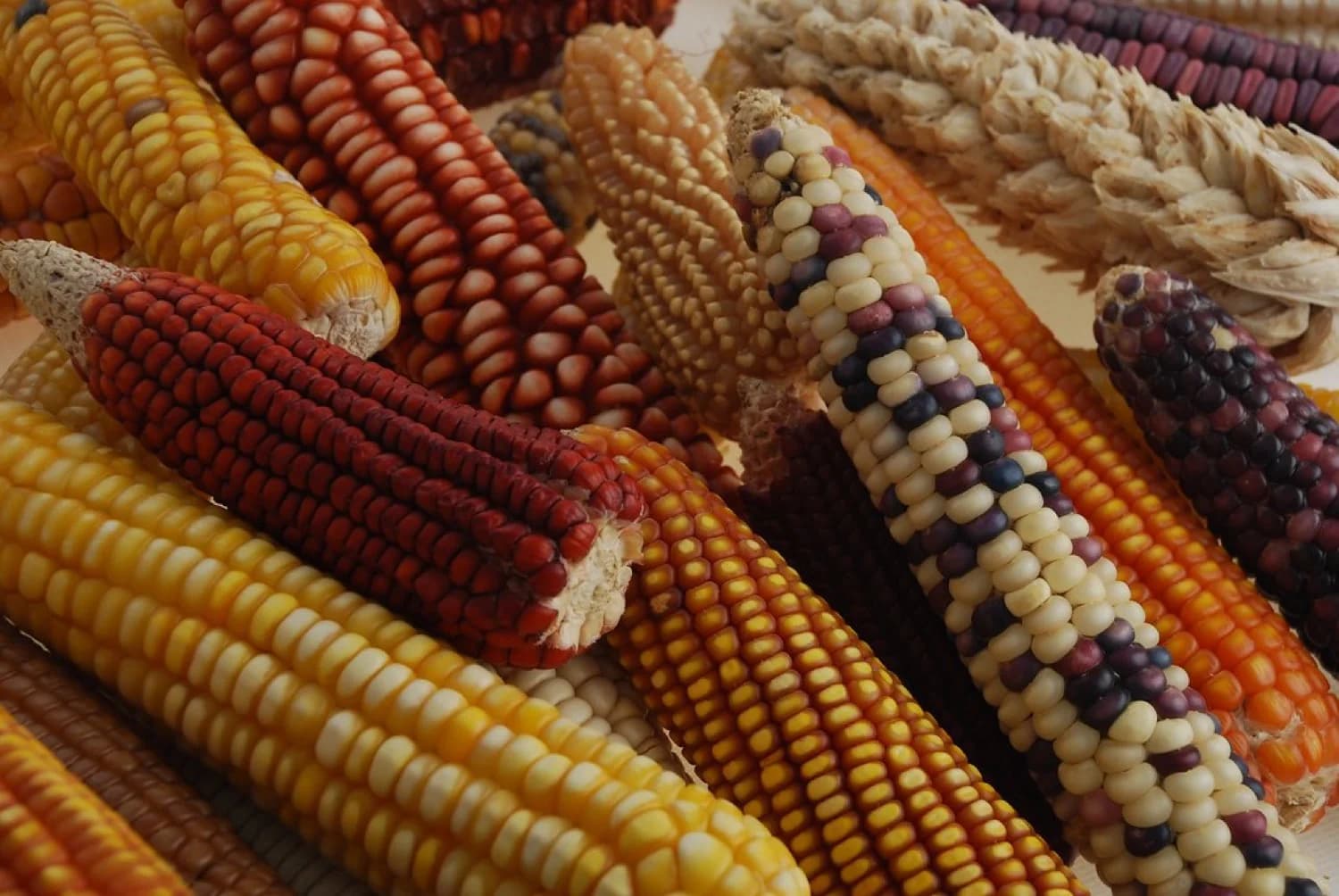 Mazorcas de maíz de colores, entre ellas azules y rojas, expuestas juntas