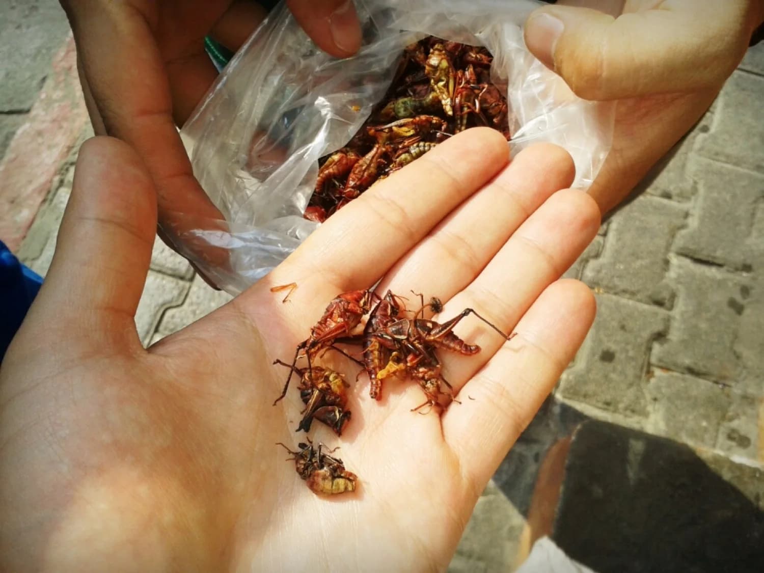 Chapulines con chile y limón sobre una tortilla de maíz azul