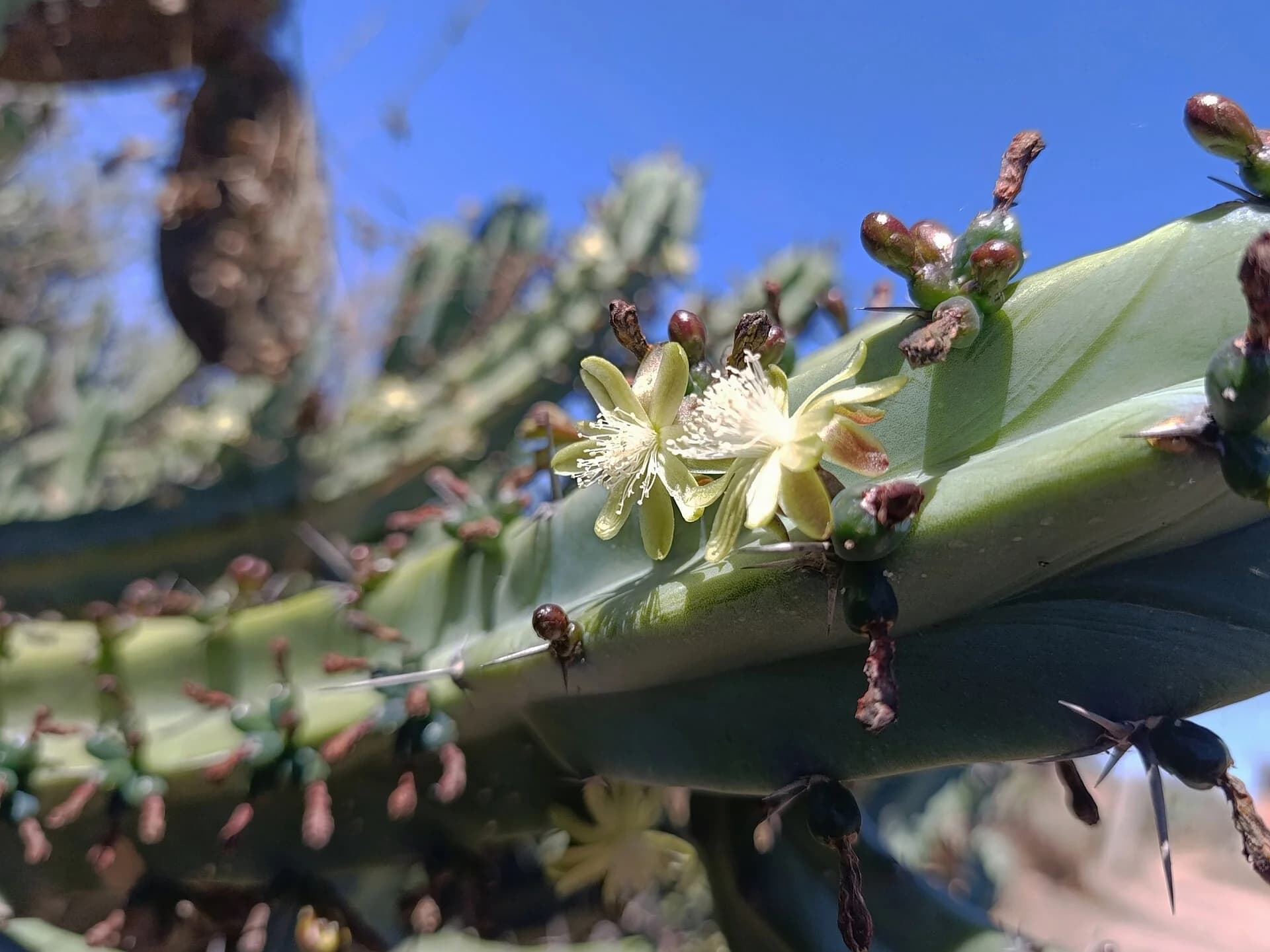 Flor del garambullo brotando en lo alto de un cactus columnar