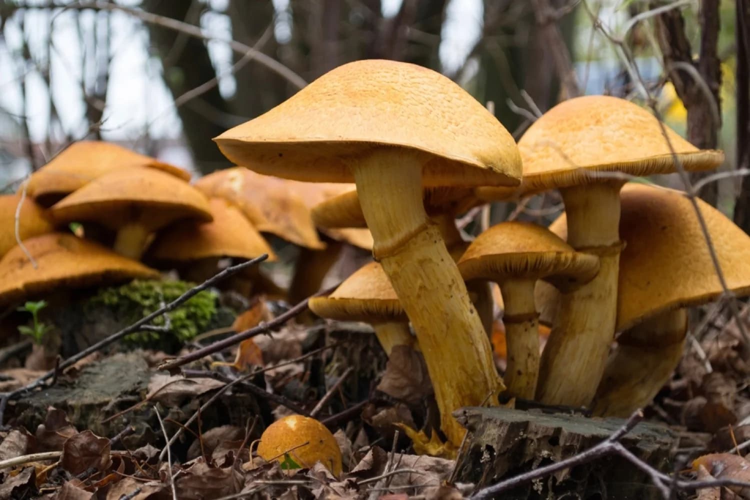 Diversidad de hongos silvestres dispuestos sobre el suelo del bosque