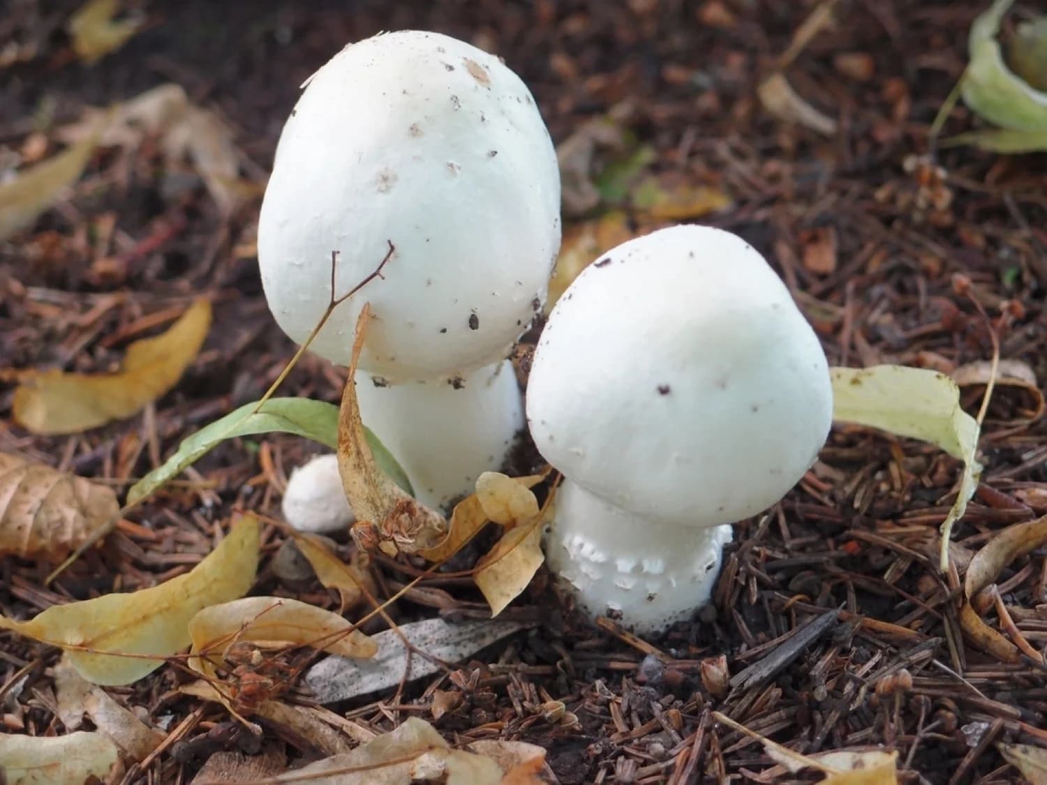 Hongos silvestres de temporada exhibidos en un tianguis de pueblo