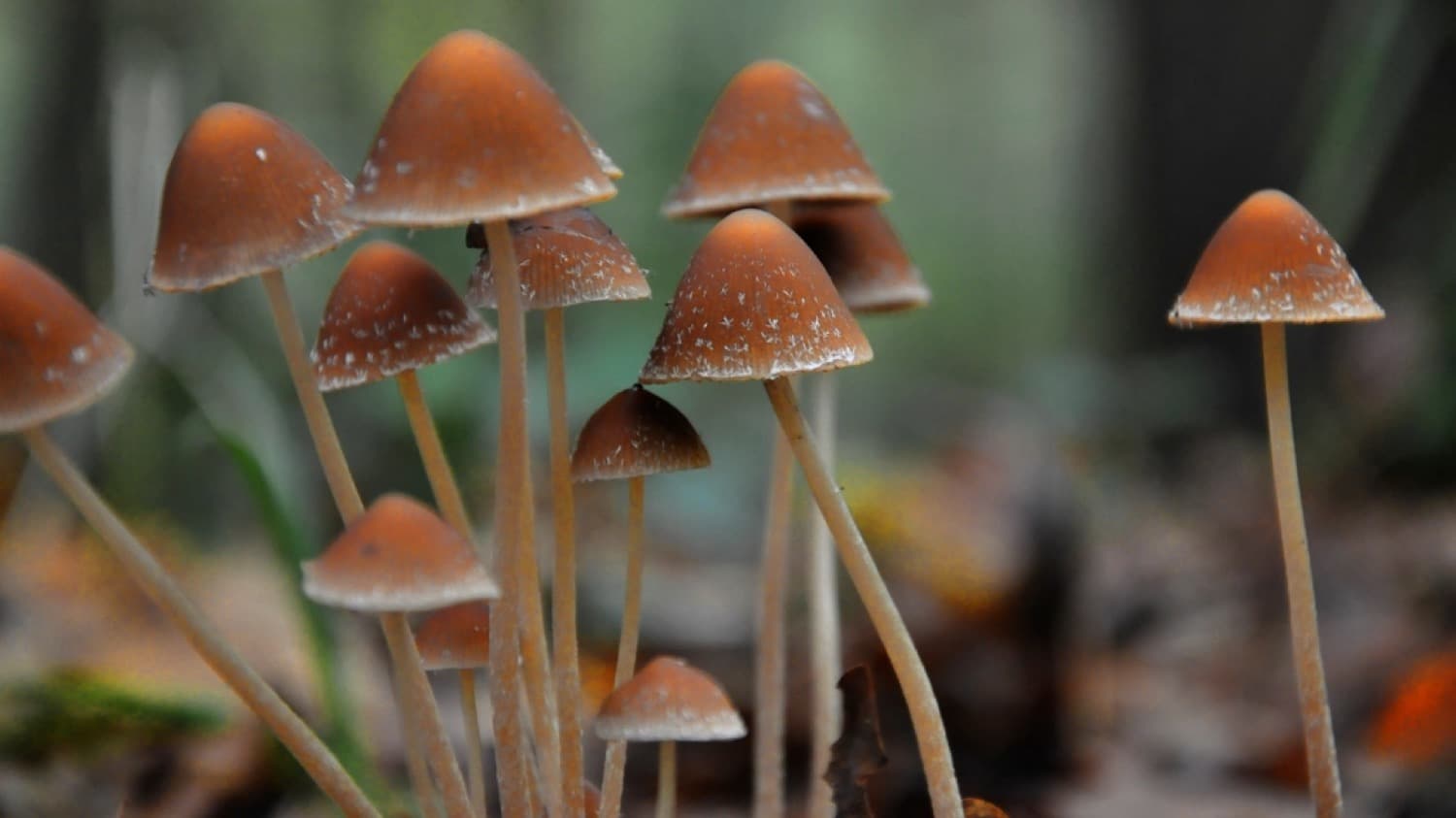 Hongos silvestres salteándose con epazote y ajo en un sartén