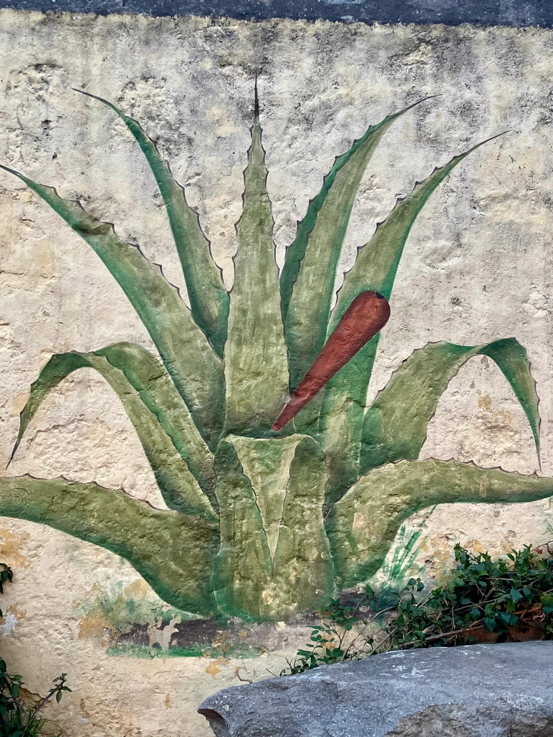 Image of an agave painted on a wall