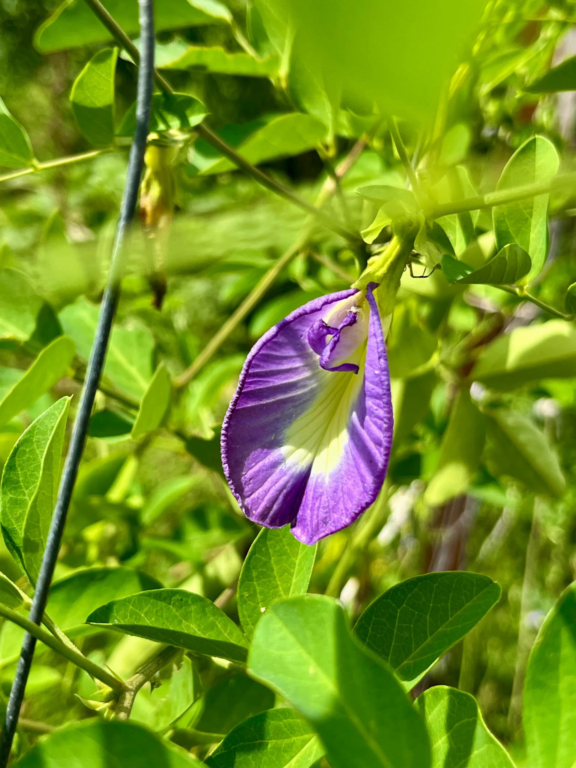 Clitoria flower