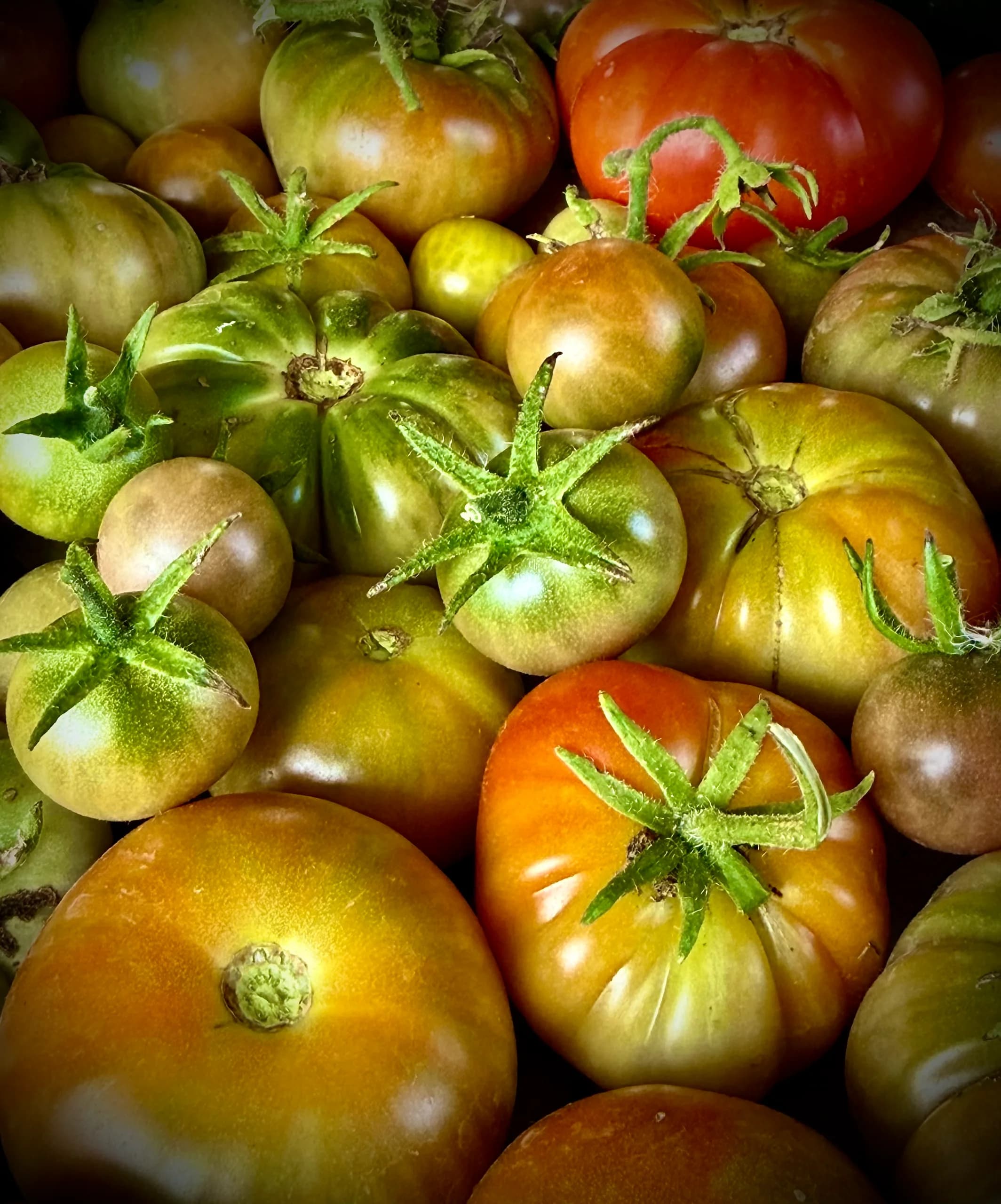 Various varieties of heirloom tomatoes
