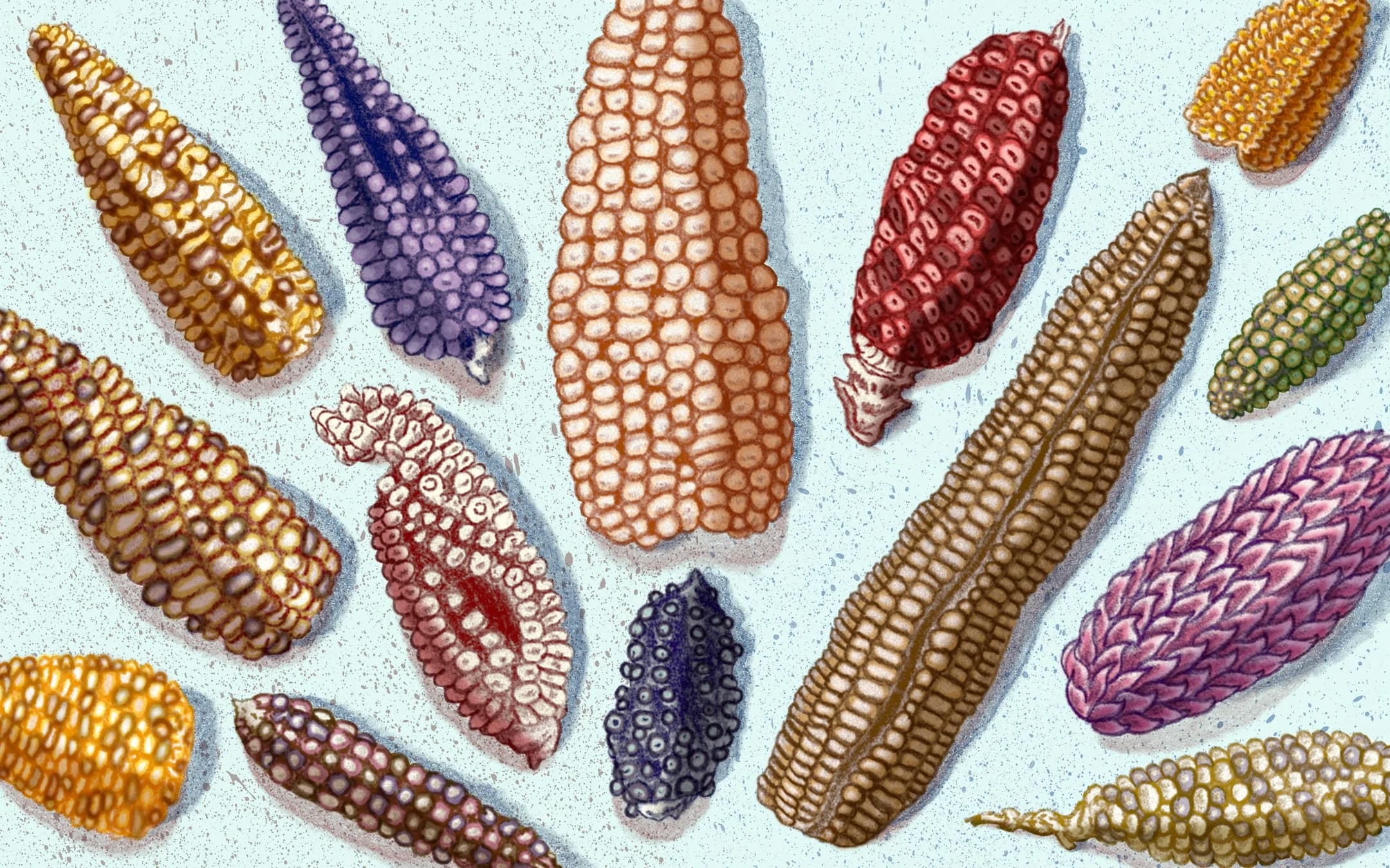 Maíces de colores