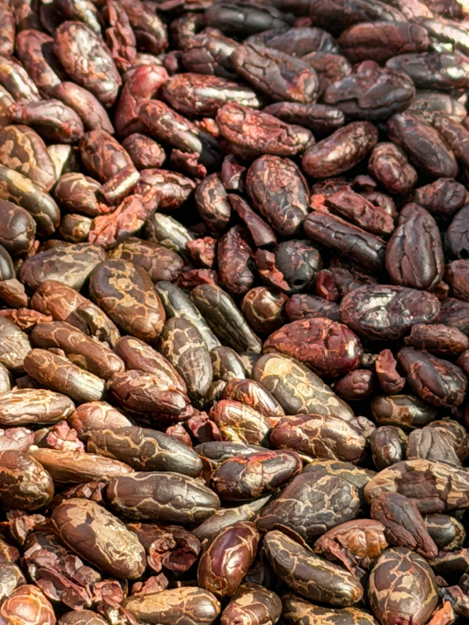 semillas de cacao tostado
