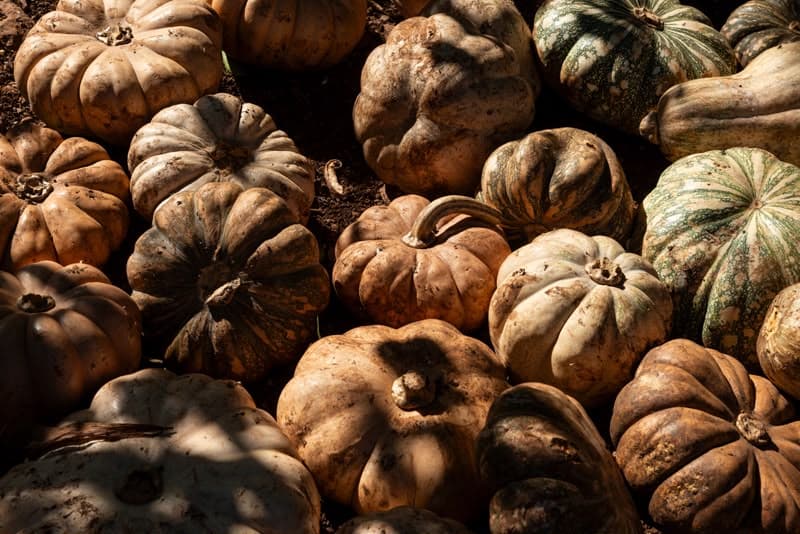 Imagen de calabazas de colores