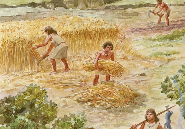 Women harvesting wheat