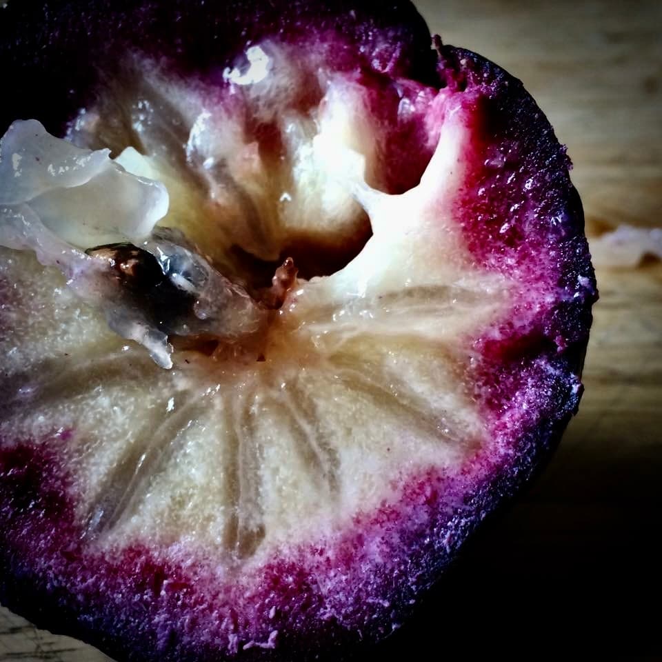 Opened purple caimito fruit