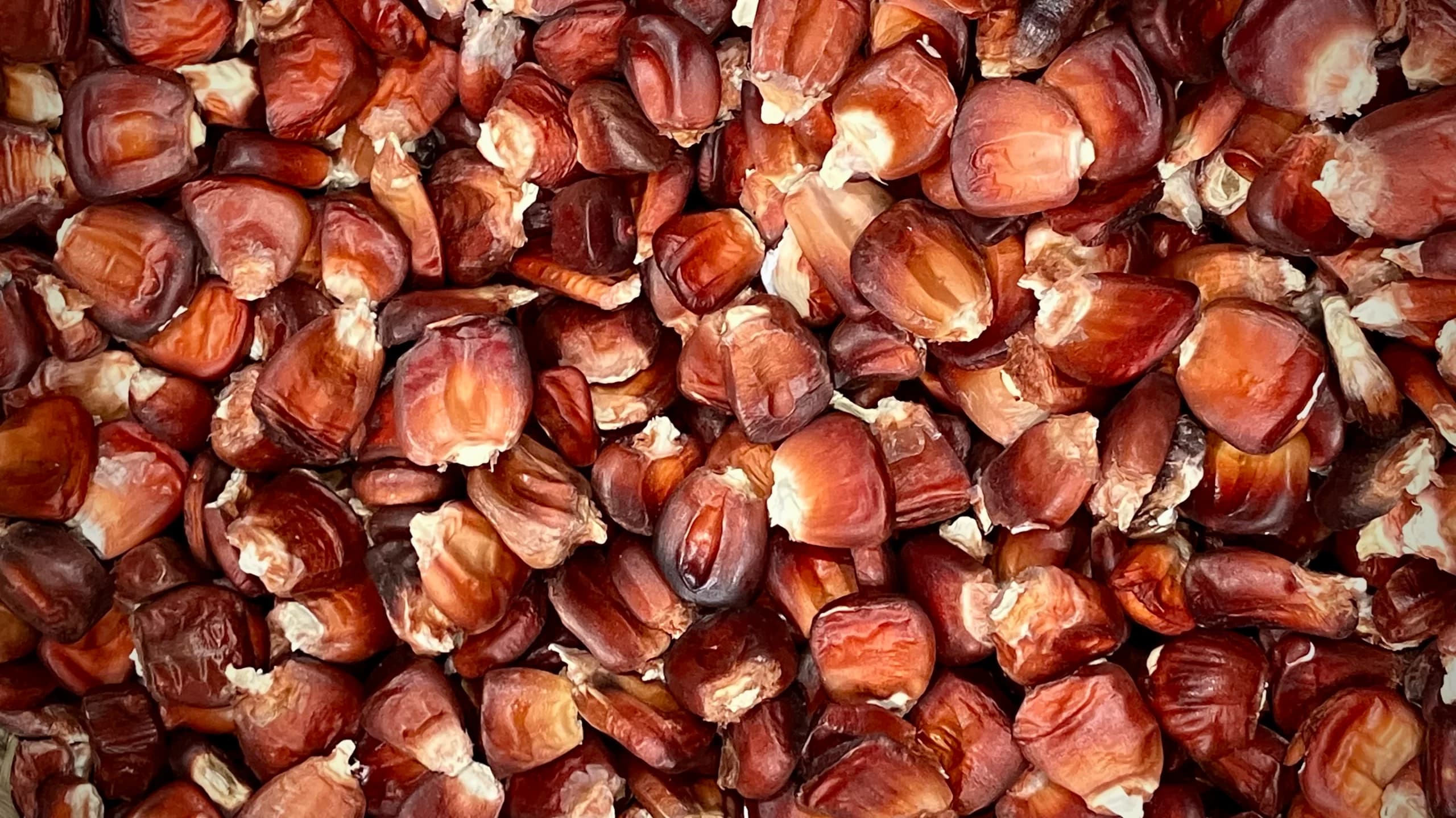 Native corn